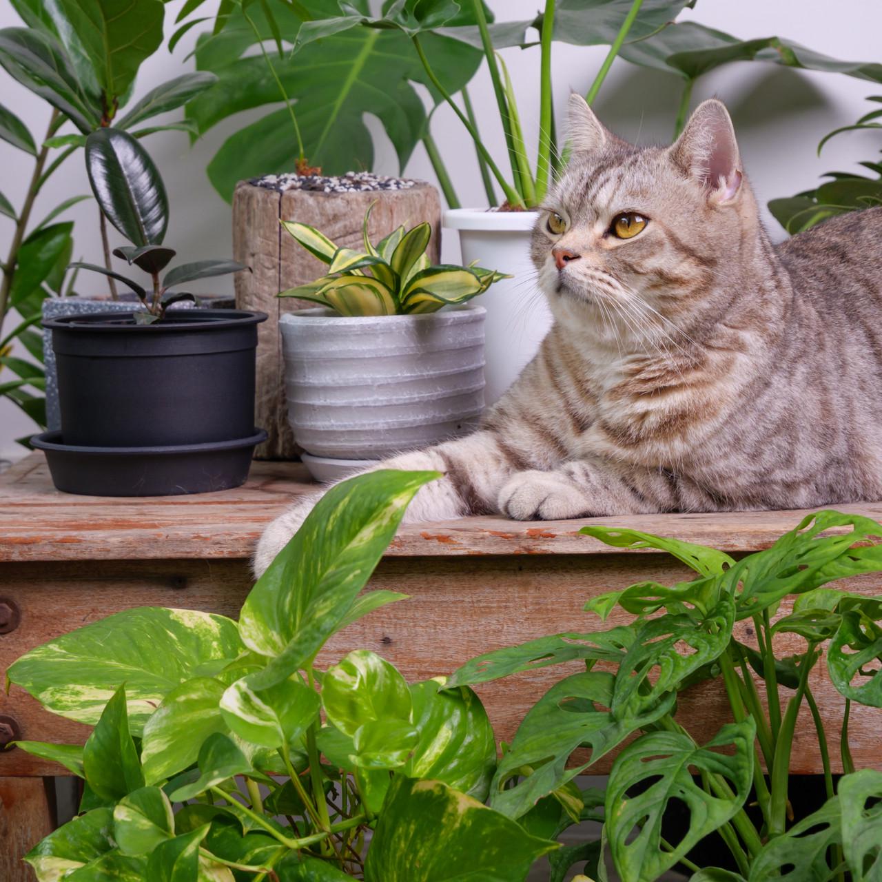 Субстрат Biovita универсальный 10 л (A-026047) - фото 4 Субстрат Biovita универсальный 10 л (A-026047) - фото 4