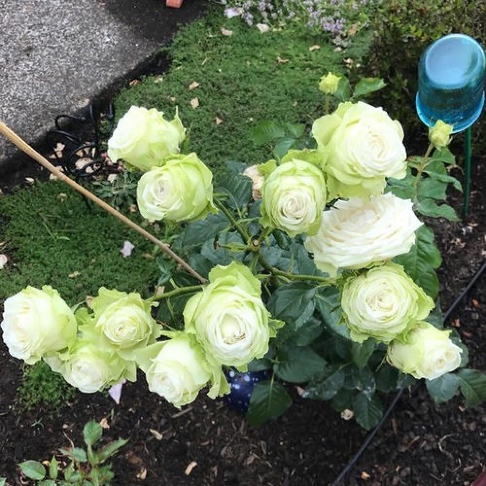 Роза Green Romantica Чайно-гибридная в контейнере (2677332366) - фото 4