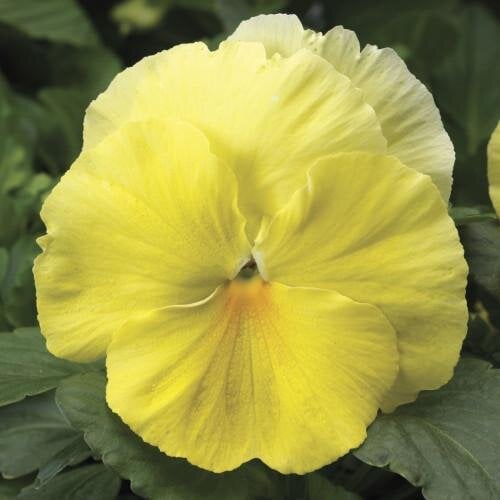 Семена цветов Виола Colossus F1 Lemon Shades Syngenta (BN03135-2)