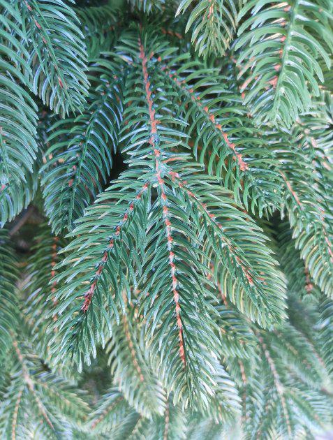 Ялинка лита Швейцарська штучна зелена 150 см з підставкою в коробці (26313373) - фото 4