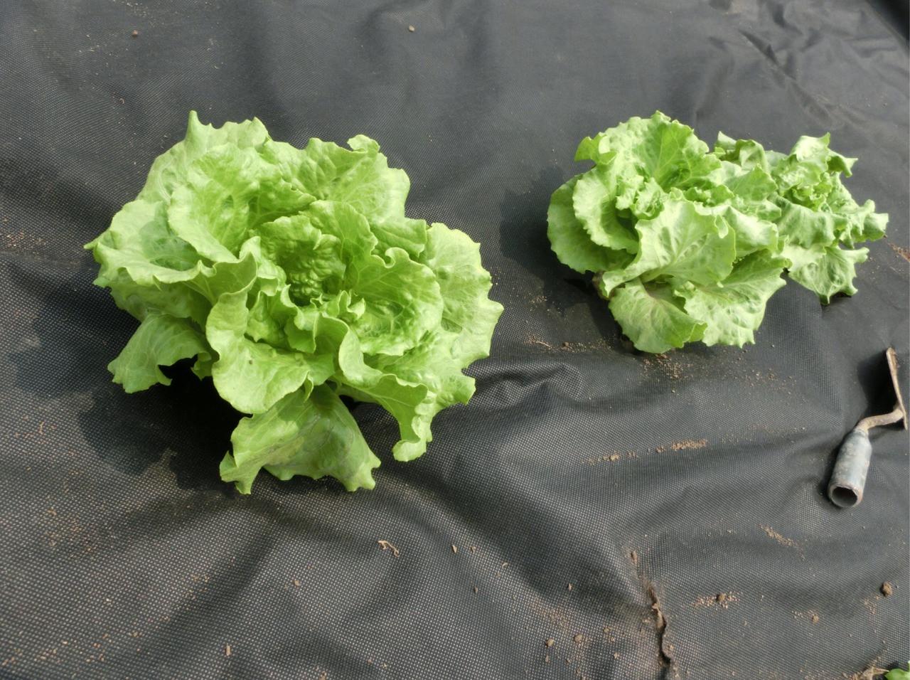 Агротканина від бур'янів GardenLine 1х20 м 50 г/м² для полуниці Чорний - фото 4 Агротканина від бур'янів GardenLine 1х20 м 50 г/м² для полуниці Чорний - фото 4