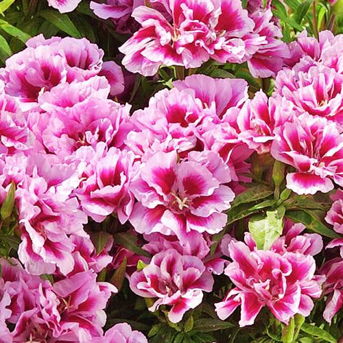 Семена Годеция Florium Рембрандт (10204)