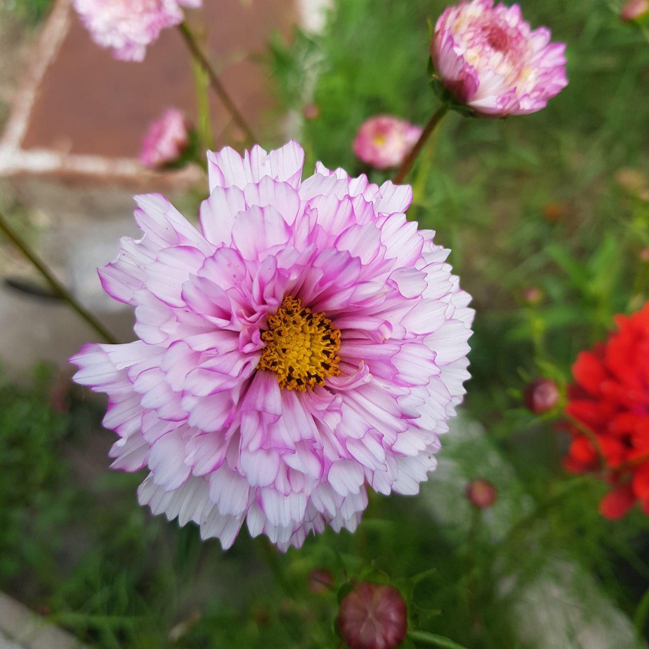 Семена цветов Космея розовая махровая 30 шт. (2894507668)