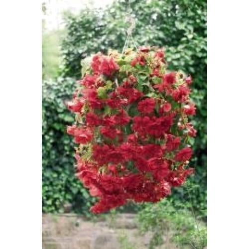 Семена цветов Бегония клубневая Illumination Scarlet Benary 10 шт. (BN00344-4)