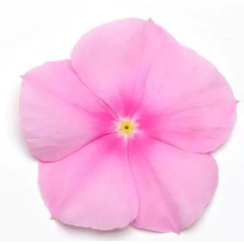 Семена цветов Катарантус розовый TITAN F1 ICY PINK PanAmerican 50 шт. (BN00632-3)