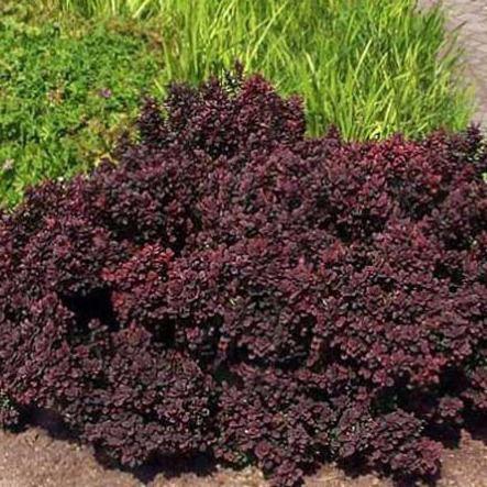 Саженец барбариса Тунберга Concorde С1 (1920850061) - фото 3