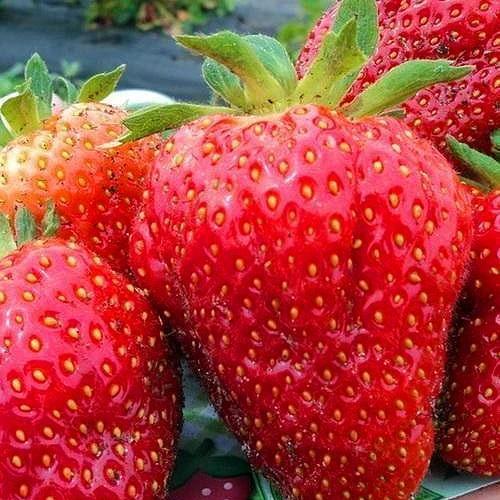 Сажанец Клубника Генри Гамбургер Henry Hamburger поздний срок созревания 5 шт. (25796)