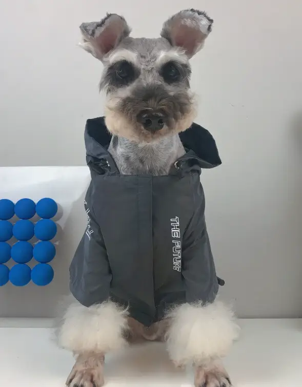 Куртка для собак с тонкой подкладкой водонепроницаемая светоотражающая L Серый (2025655740) Куртка для собак с тонкой подкладкой водонепроницаемая светоотражающая L Серый (2025655740)