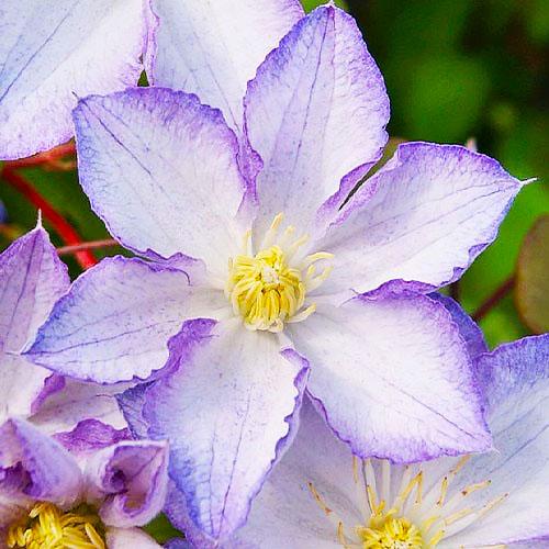 Клематис Lucky Charm Florium