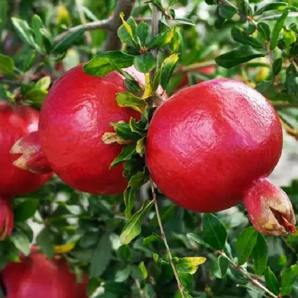 Саженец граната Микитский Ранний (14965962)