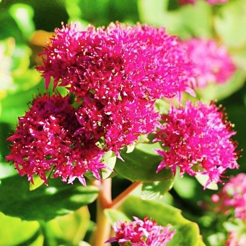 Седум Munstead Dark Red Florium