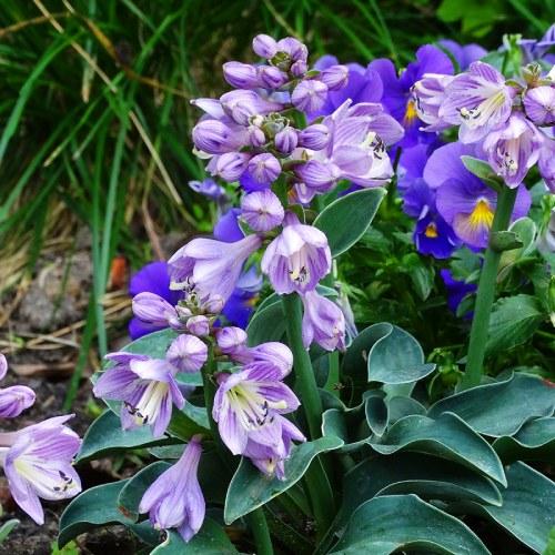 Хоста Florium Blue Mouse Ears (5555) - фото 3