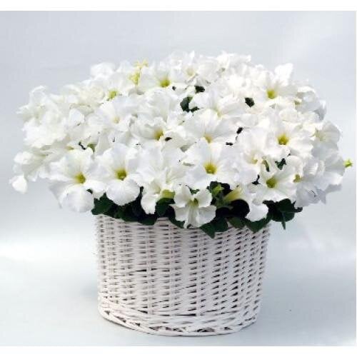Семена цветов Петуния ампельная Capri F1 White Farao 100 шт. (BN08192-2)