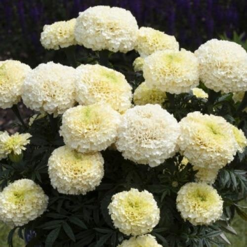 Семена цветов Floranova Бархатцы прямостоячие WhiteGold F1 Max 10 шт. (BN11633-4)