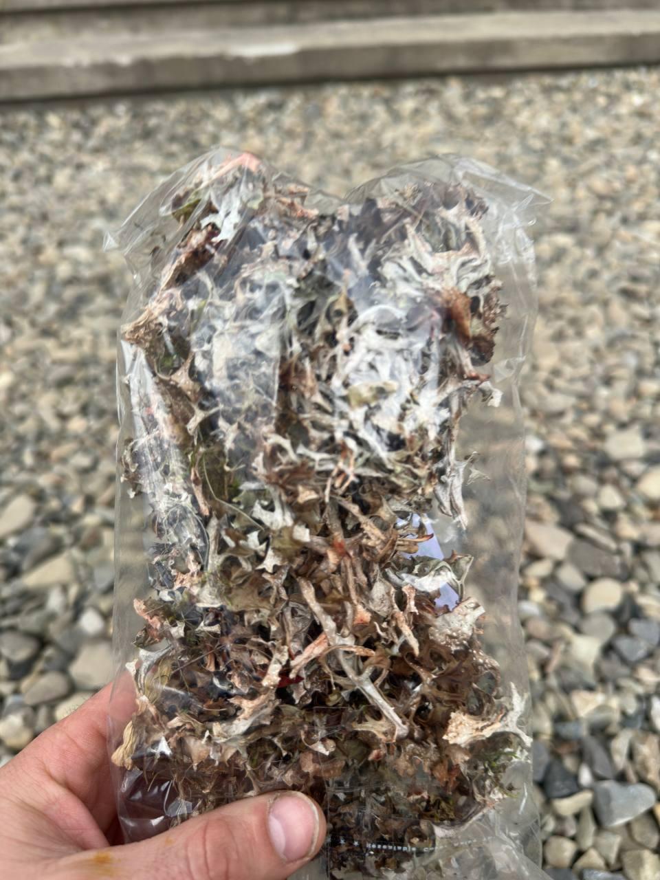 Фіточай Ісландський мох (2473216337) - фото 10