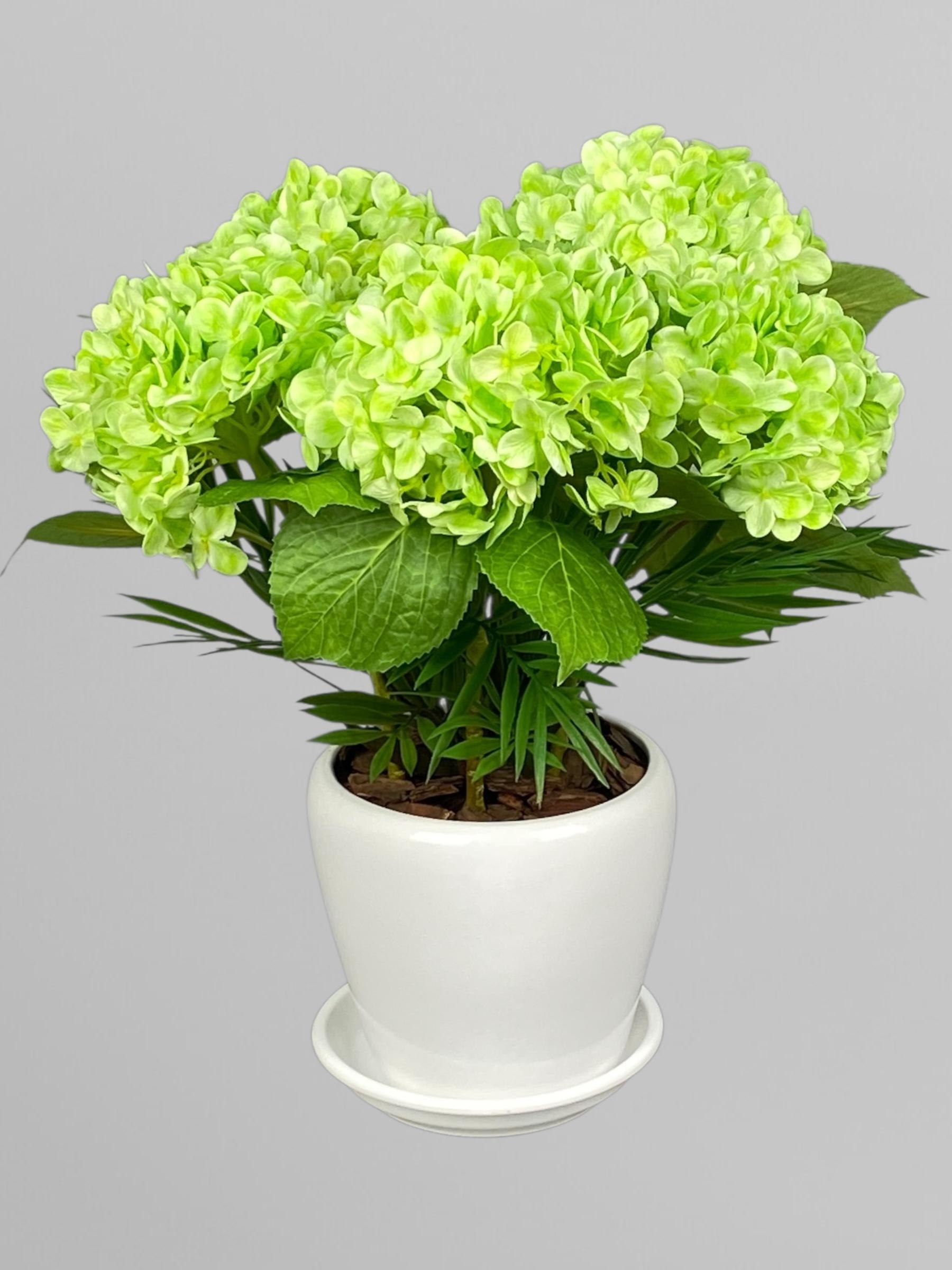 Композиція зі штучних гортензій латексні у керамічному кашпо 45 см Салатовий (А230)