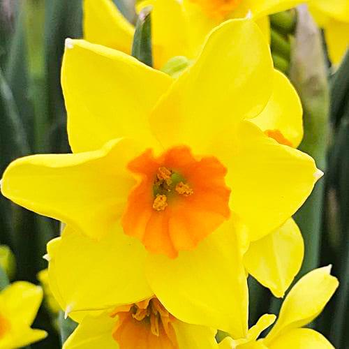 Нарцис Florium Cornish Dawn (18669)