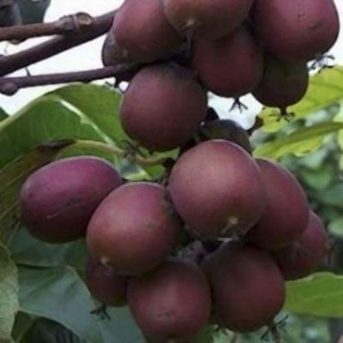 Саджанець актинідії Kens Red червона м'якоть жіночий сорт морозостійка Р9 (741760071) - фото 3