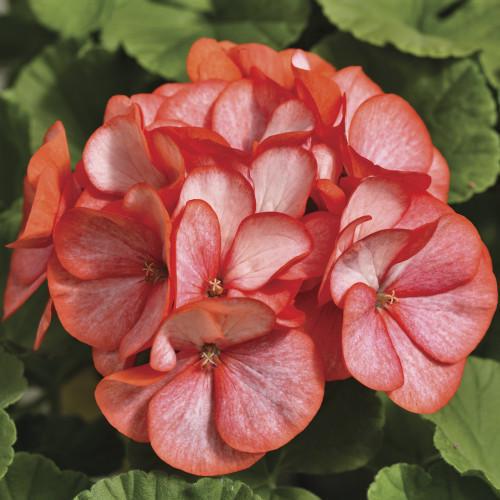 Семена цветов Syngenta Пеларгония садовая Maverick Scarlet Picotee 250 шт. (BN01642-2)