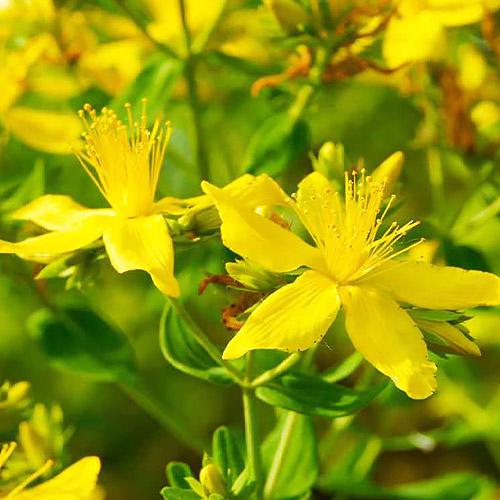 Семена Звіробій Florium (10136)