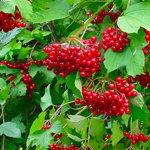 Саджанець Калина звичайна Коралова Coral преміальний сорт раннього терміну дозрівання (51170) Саджанець Калина звичайна Коралова Coral преміальний сорт раннього терміну дозрівання (51170)