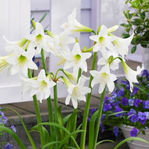 Амариллис Florium White Rascal (8685) - фото 3 Амариллис Florium White Rascal (8685) - фото 3