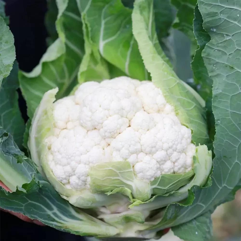 Капуста цветная ЭЛЕКТРА F1 Syngenta 1000 шт. (2206899120) Капуста цветная ЭЛЕКТРА F1 Syngenta 1000 шт. (2206899120)