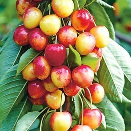 Сажанец Черешня колоновидная розовая Сабрина (52604)