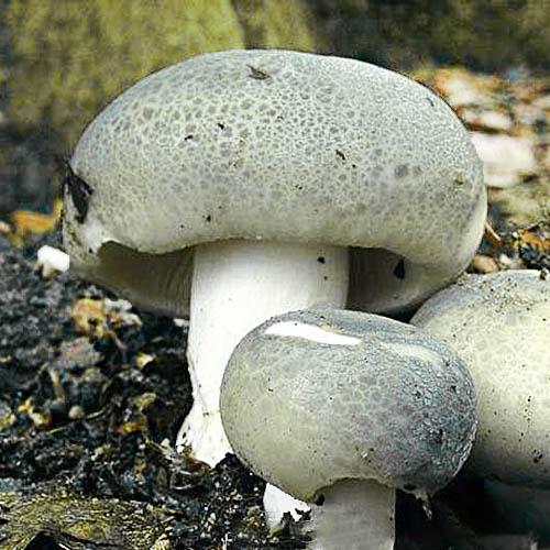 Мицелий Сыроежка пищевая Florium 10 г