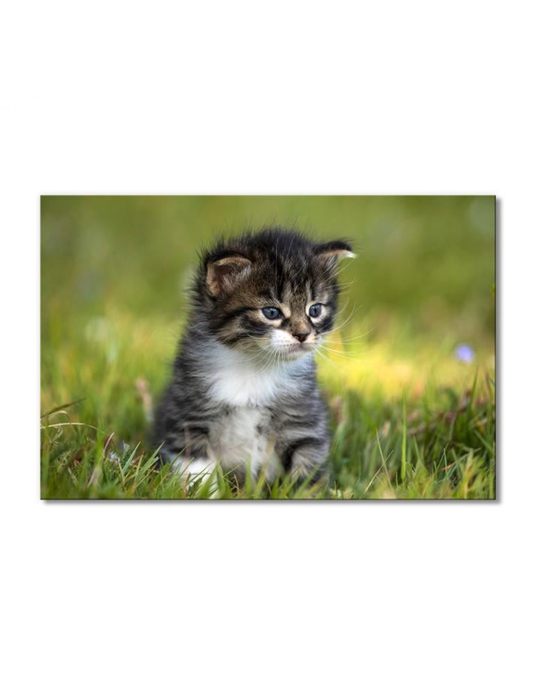 Картина модульная Природа и котенок 1 модуль 70x105 см