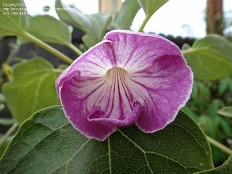 Насіння Uncarina stellulifera 2 шт. (2178665738) - фото 4