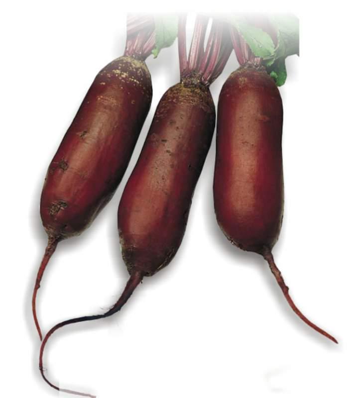 Семена Свекла Florium Цилиндра столовая (4167) - фото 2