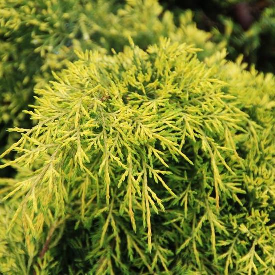 Саженец можжевельника среднего Juniperus pfitzeriana Goldstar Р9 (645169785) - фото 3 Саженец можжевельника среднего Juniperus pfitzeriana Goldstar Р9 (645169785) - фото 3