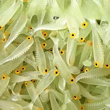 Набор приманок фосфорные виброхвосты для ловли в темное время суток 10 шт. (F00017) - фото 8 Набор приманок фосфорные виброхвосты для ловли в темное время суток 10 шт. (F00017) - фото 8