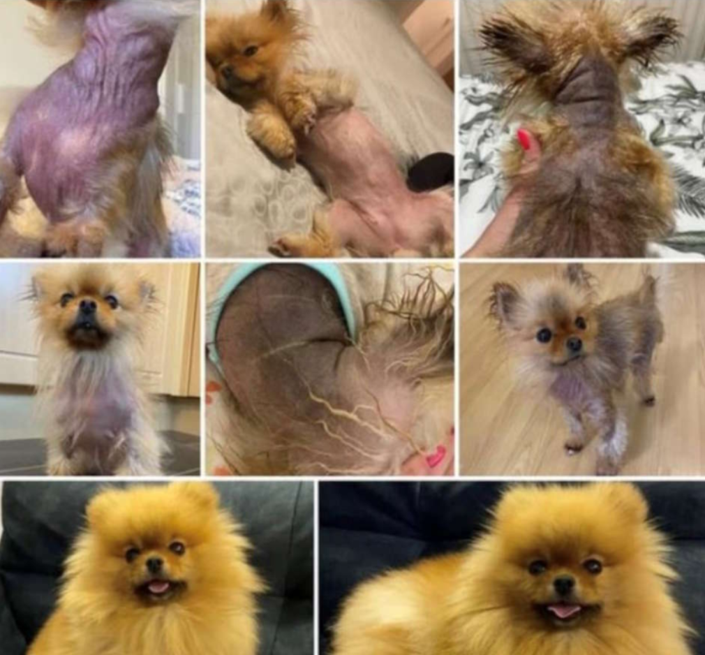 Лосьон успокаивающий для собак DERMagic Skin Rescue при аллергиях/перхоти/зуде/118 мл (27558124) - фото 4