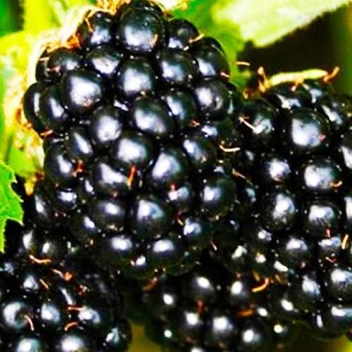 Саджанець Ожина пізньостигла Апаче Apache (46040)