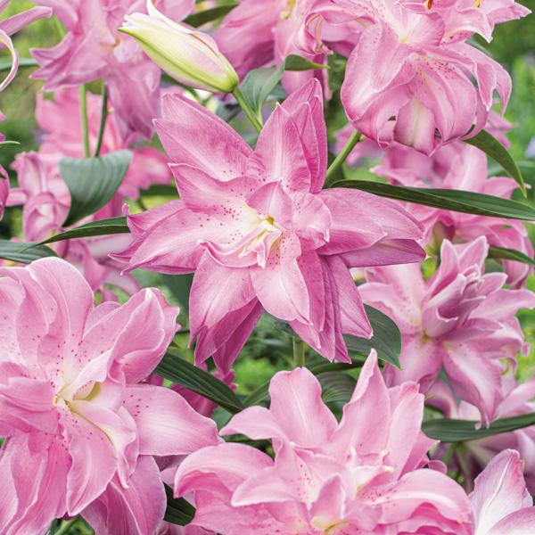 Саженцы Лилия ориентальная Лотус Дрим Lotus Dream в горшке 3 шт. (38298757)
