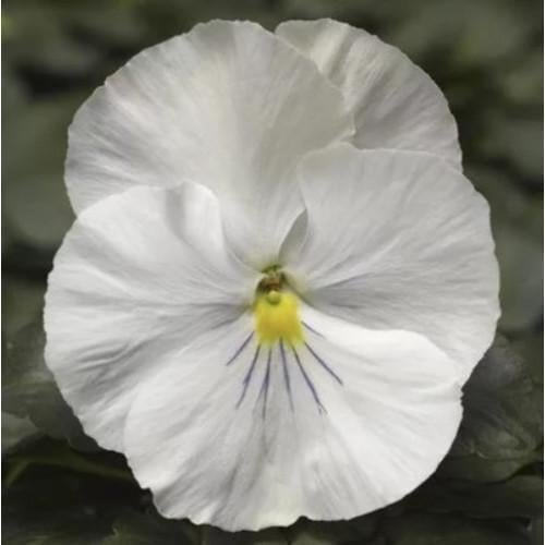 Семена цветов Виола Delta F1 Speedy White Syngenta 100 шт. (BN09928-3)
