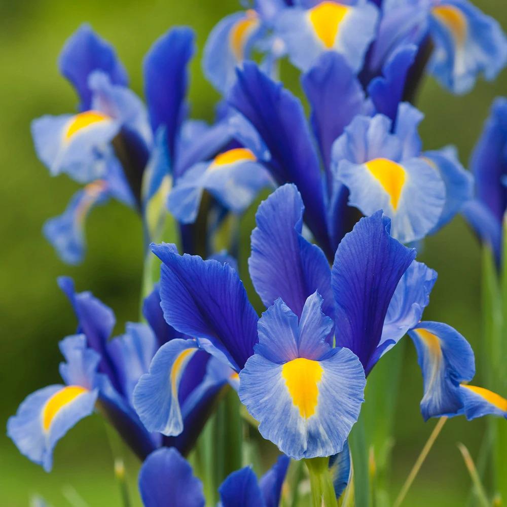 Ирис Blue Magic 5 шт. (971569886) - фото 2 Ирис Blue Magic 5 шт. (971569886) - фото 2