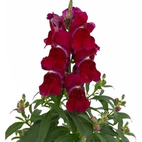 Семена цветов Львиный зев Candy Top Red Sakata 250 шт. (BN09107 2)