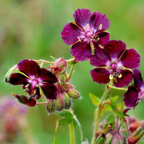 Герань Florium Samobor (12741)