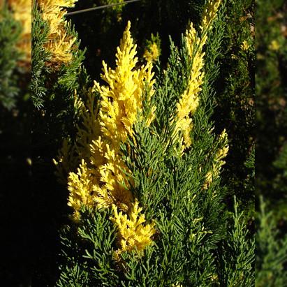 Саджанець ялівцю китайського Juniperus chinensis Variegata Р9 (644894266) Саджанець ялівцю китайського Juniperus chinensis Variegata Р9 (644894266)