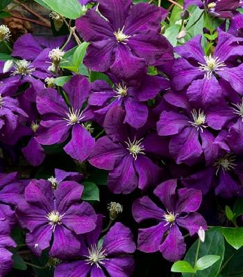 Клематис Етуаль Віолетт "Etoile Violette" горщик 0,5 л (2489243450)