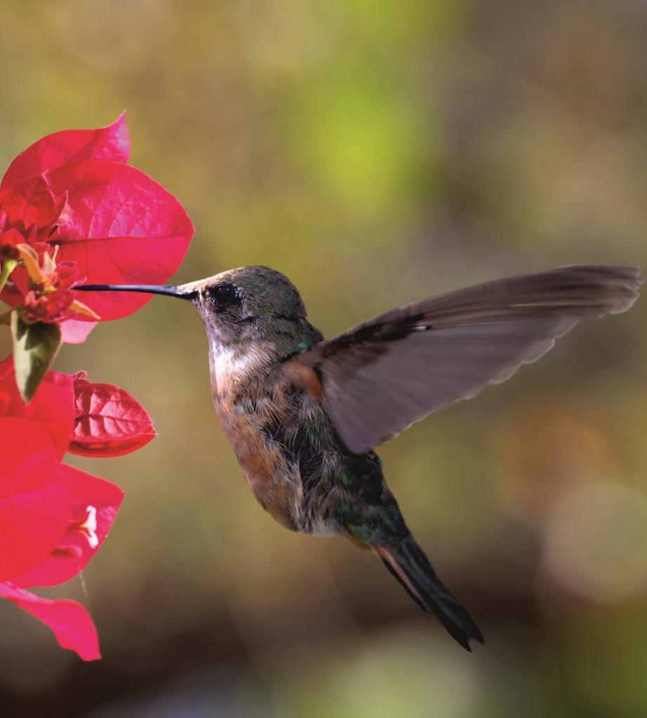 Фотообои флизелиновые 3D Птицы 225х250 см DIMEX Колибри (MS-3-0230)