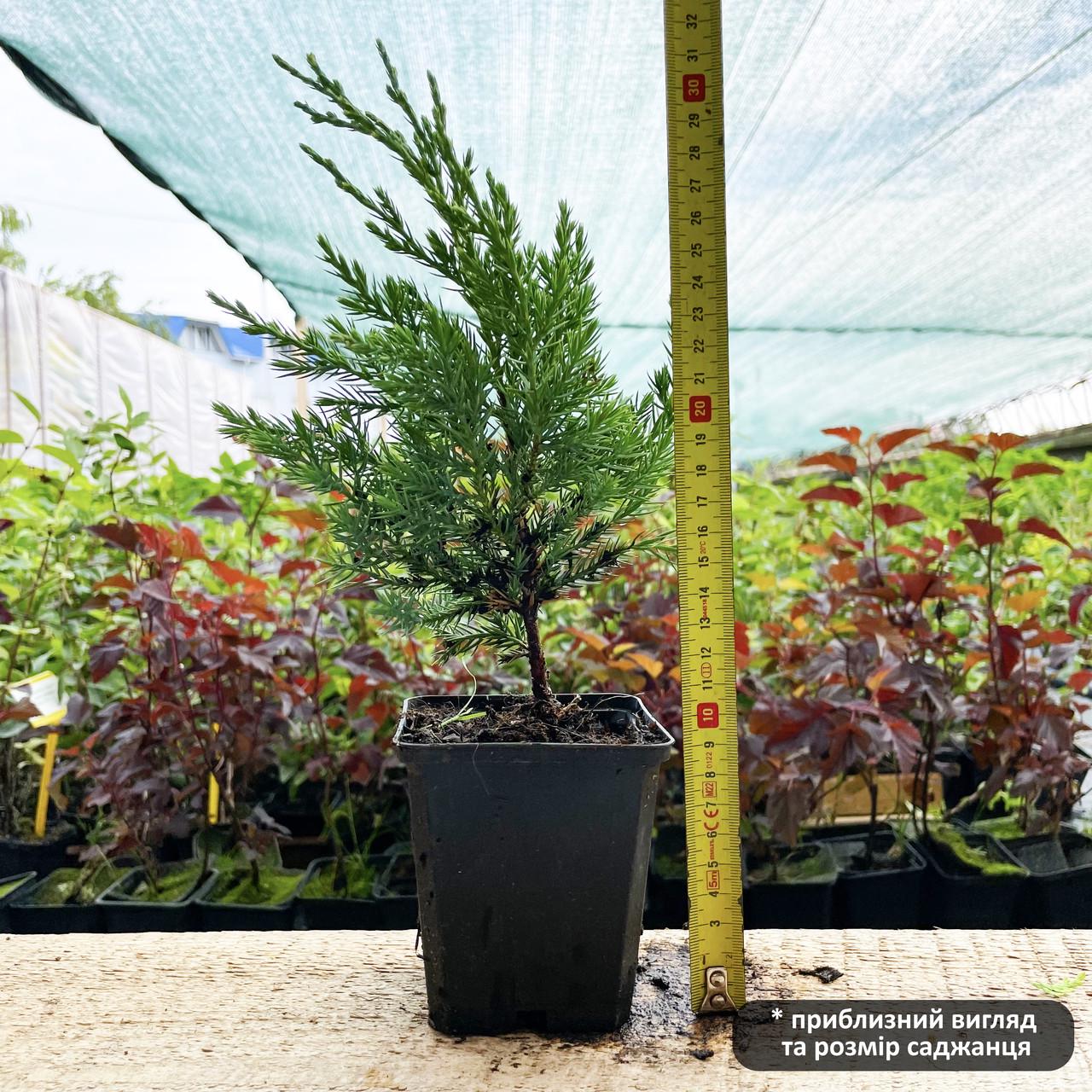 Саженец можжевельника китайского Juniperus chinensis Stricta Р9 (644889787) - фото 2 Саженец можжевельника китайского Juniperus chinensis Stricta Р9 (644889787) - фото 2