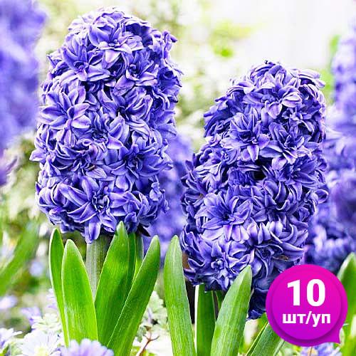 Гиацинт Florium Royal Navy 10 шт. (18544) - фото 5
