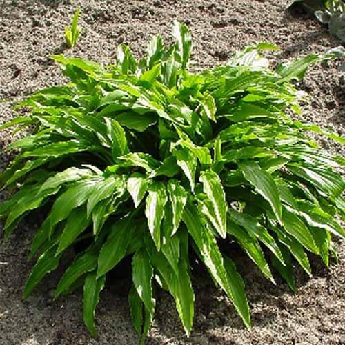 Хоста Florium Green Bag (12957)