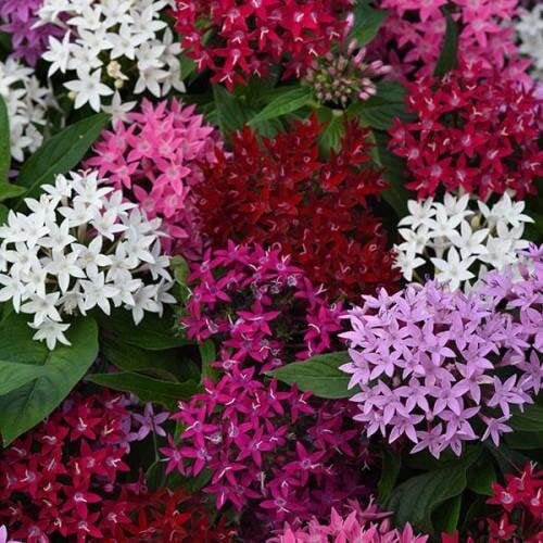 Семена цветов Пентас ланцетный LUCKY STAR Mix PanAmerican 25 шт. (BN10084-3)