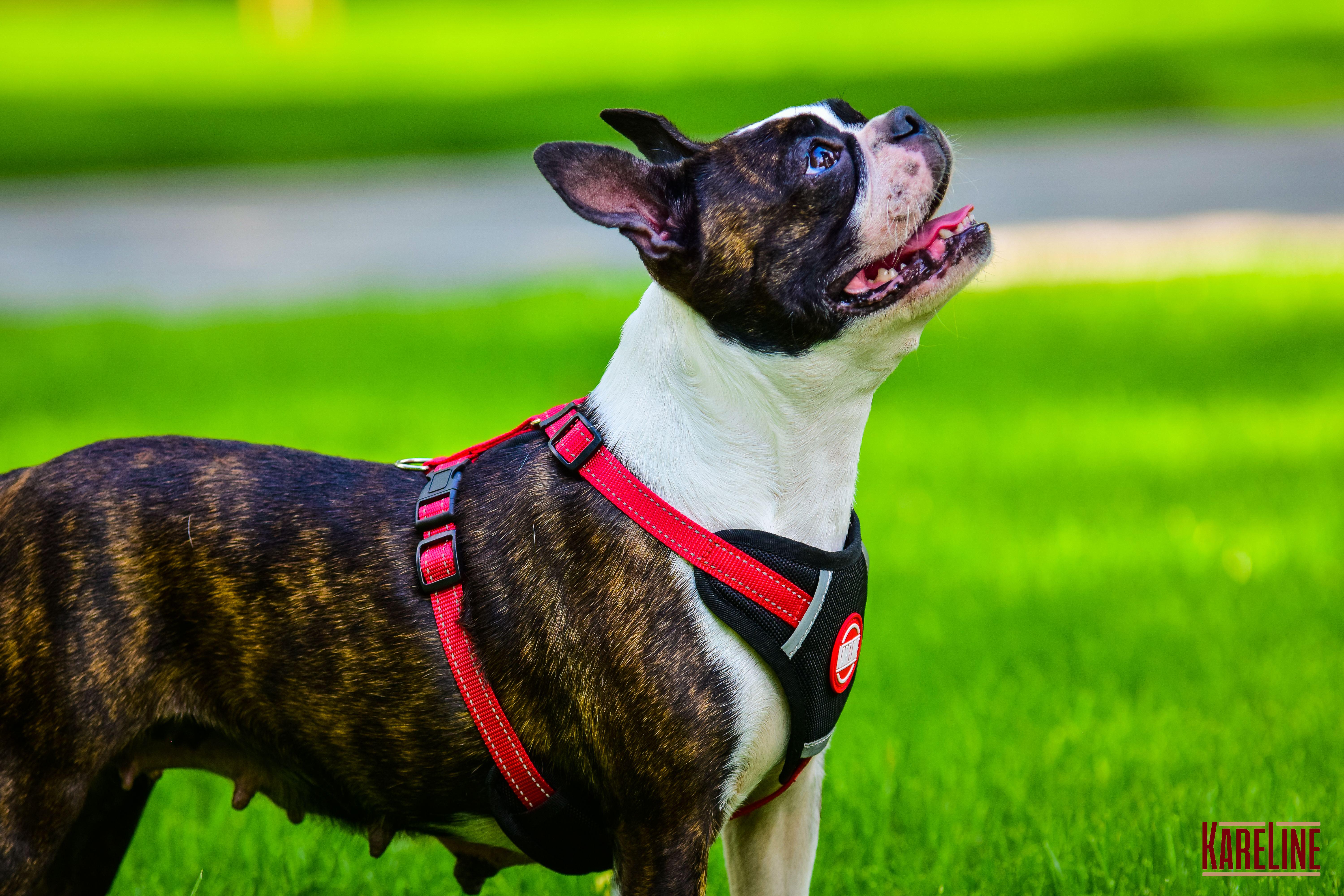 Шлея KareLine з нейлону з пластиковою пряжкою 20 мм А:400-600 мм В:500-630 мм Червоний (0883/6) - фото 3 Шлея KareLine з нейлону з пластиковою пряжкою 20 мм А:400-600 мм В:500-630 мм Червоний (0883/6) - фото 3