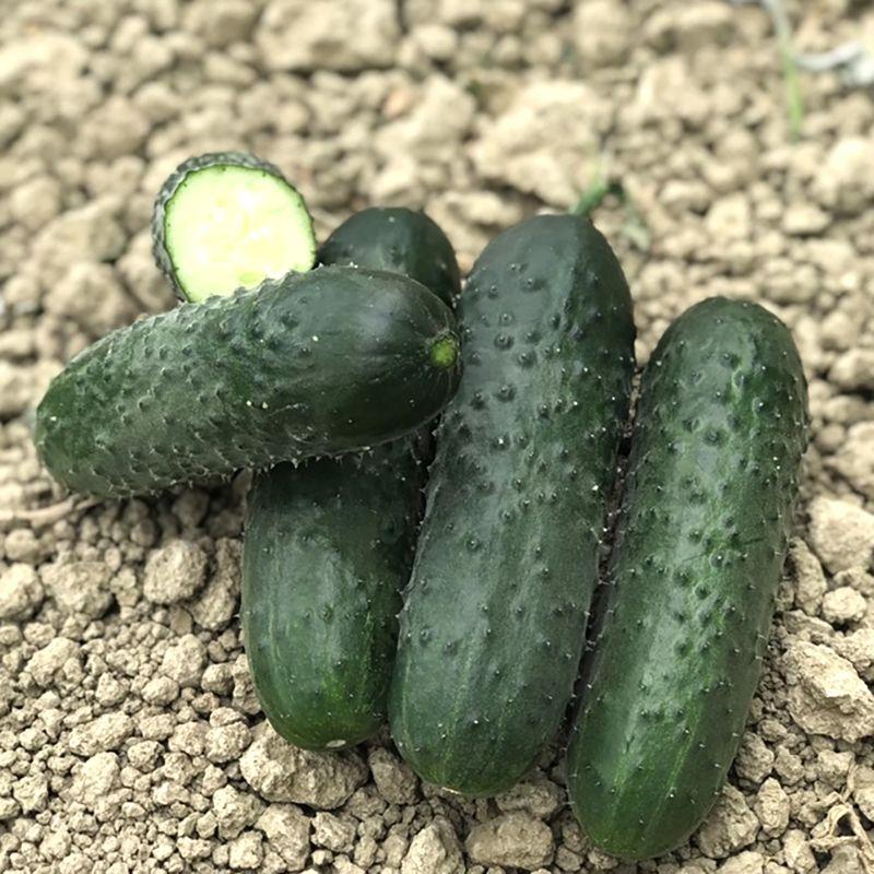 Семена Огурец партенокарпический Ромоло F1 Cora Seeds 5 шт. (2450773113)